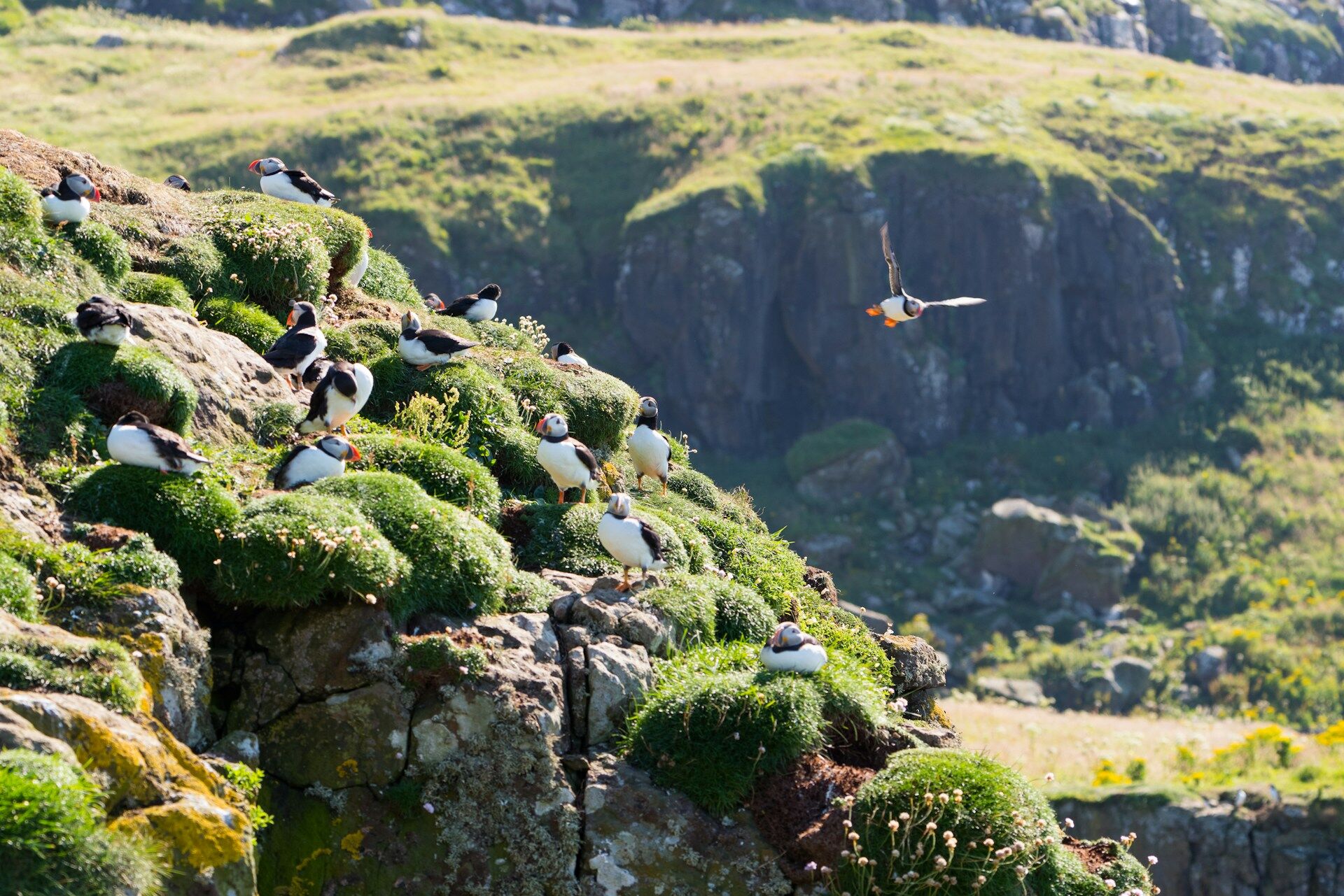 Breeding Puffins