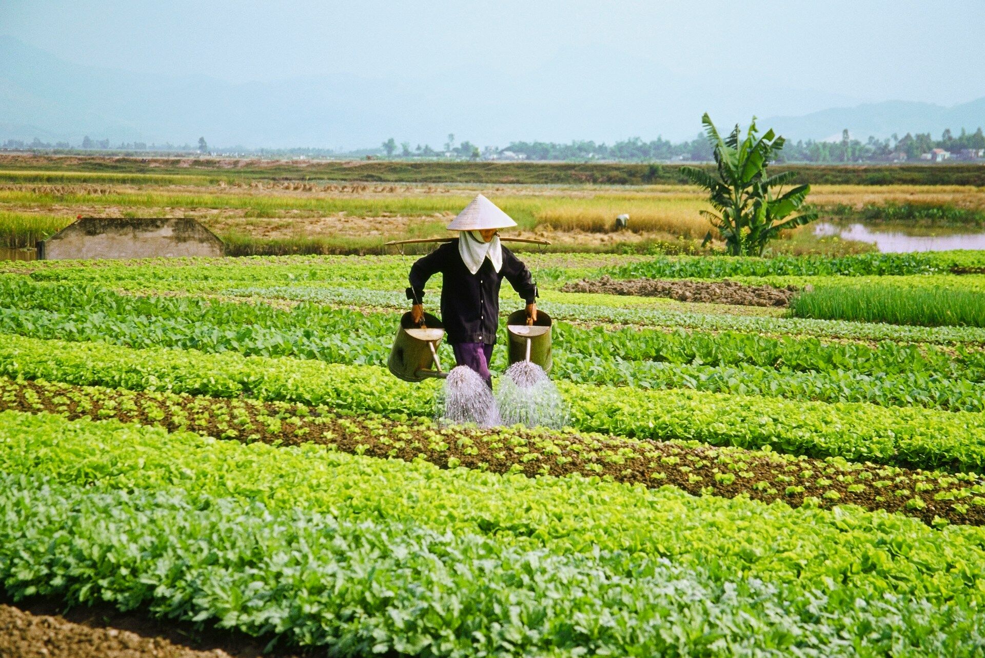 Vietnamese Farmer