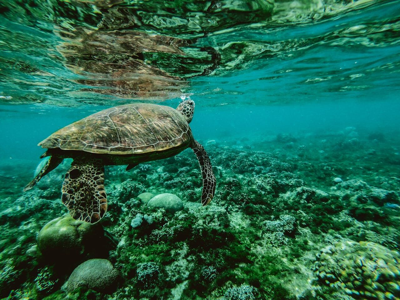 marine sanctuary
