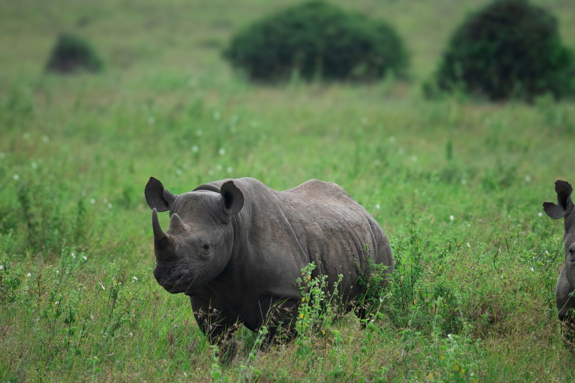 Black Rhino Conservation